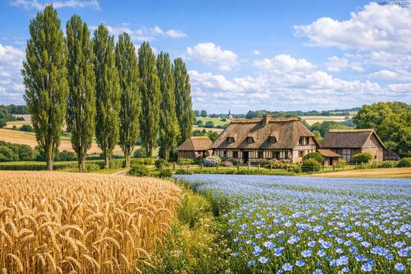 Fermes et champs de blé et de lin dans le Pays de Caux