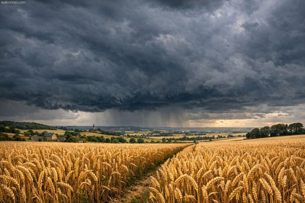 Champ de blé menacé par une pluie d'orage au loin